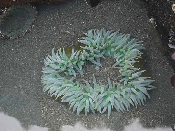 Sea Anemone Print