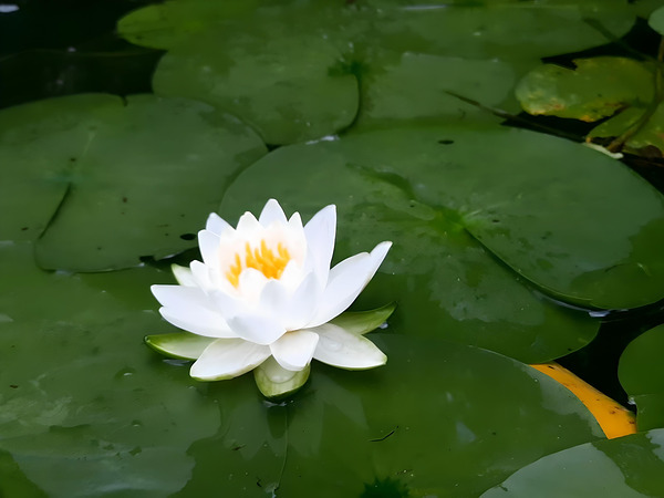 Water Lily 1  Print