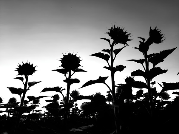 Sunflower Silhouette Print