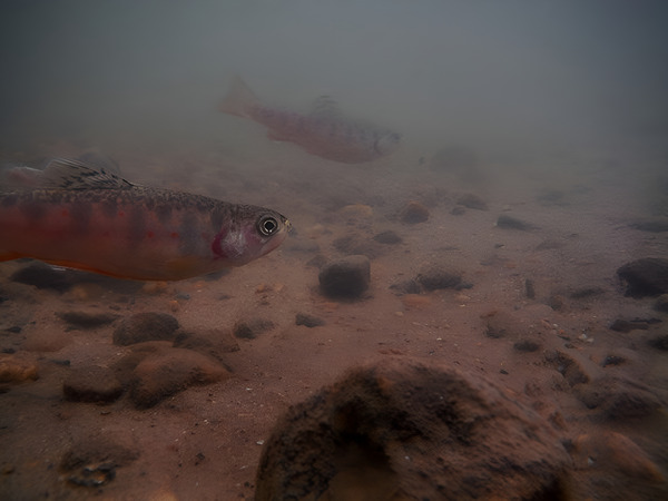 Shade Brook Trout Fave 1 Print