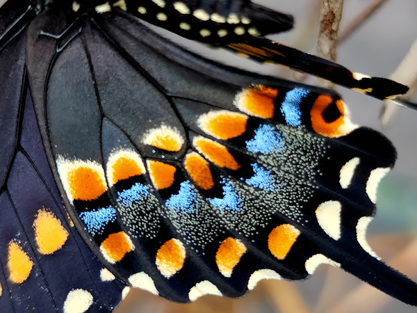 Black Swallowtail Closeup Print