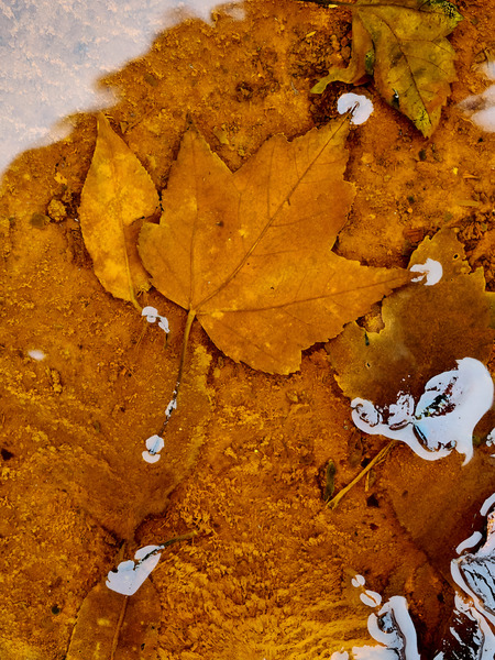 Red Maple Encased In Iron Oxide Print