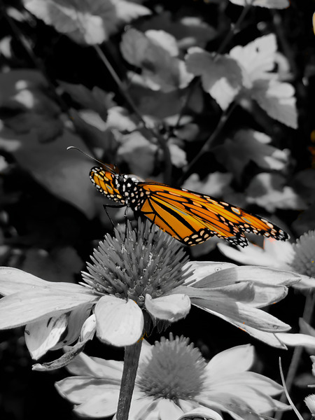 Monarch Highlight Print