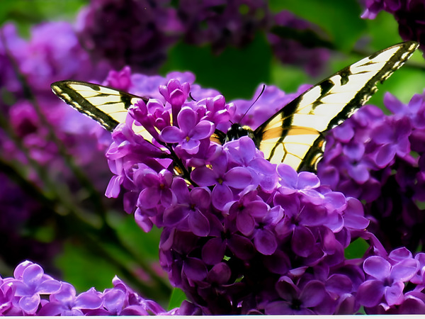 Swallowtail On Lilacs Print