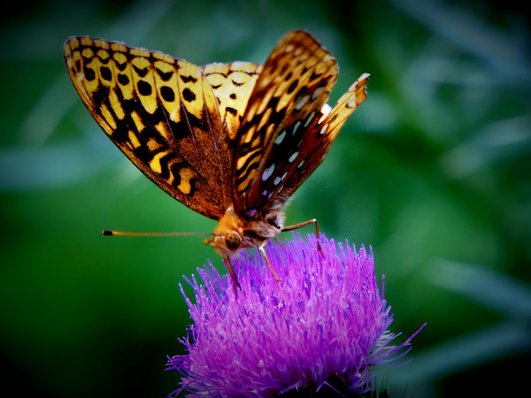 Butterfly On Thistle Print