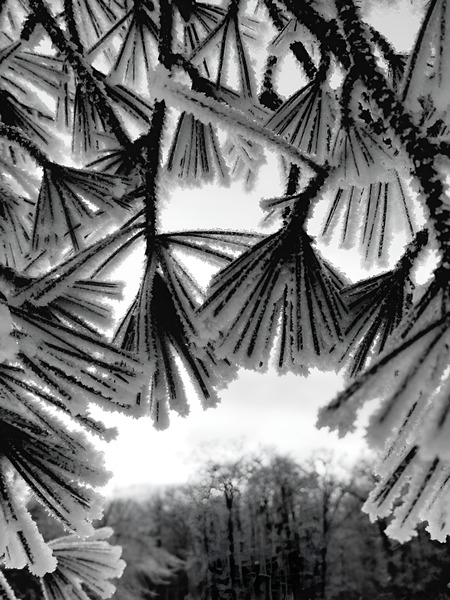 Snowy Conifer 1 Print