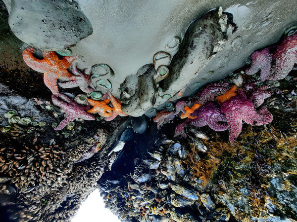 Tidal Pool 2 Print