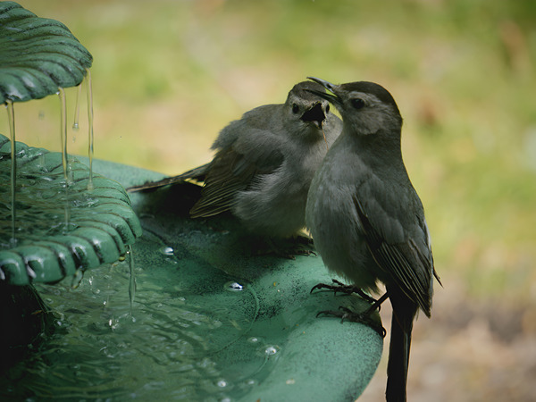Catbird Scolding Print