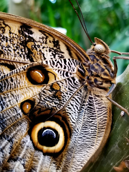 Owl Butterfly Print