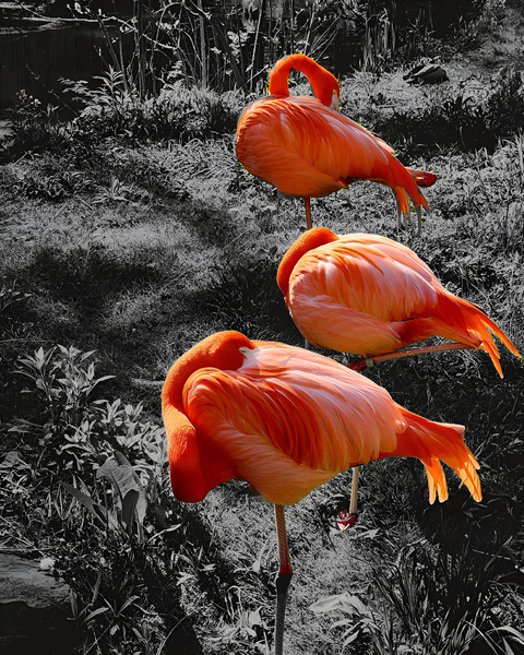 Flamingos Tucked Print