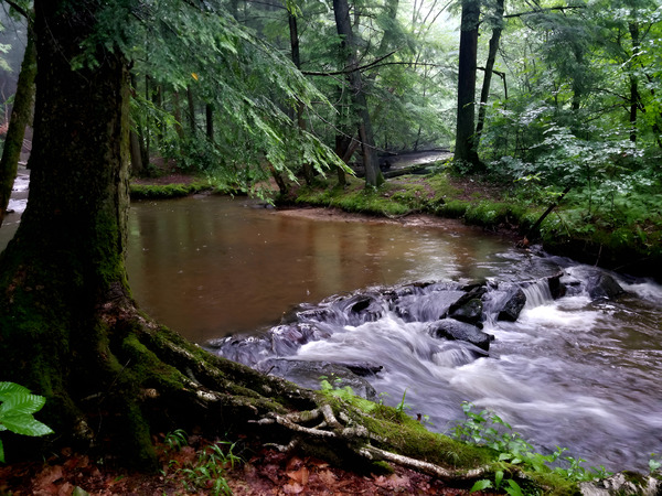 Hemlock Stream Print
