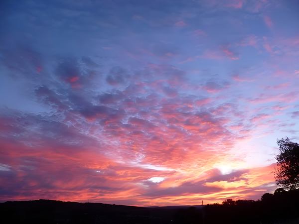 Pink In The Morning Print