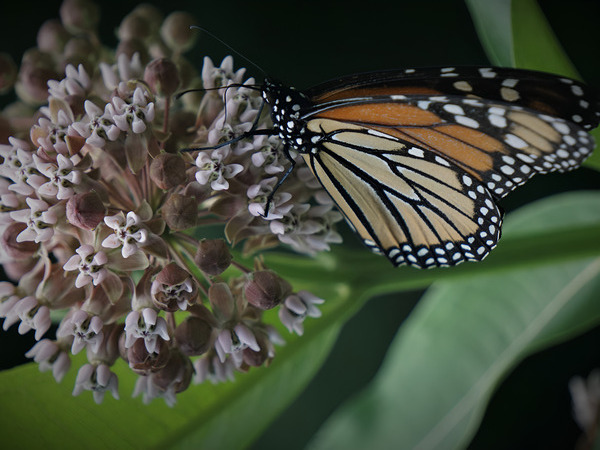 Monarch On Milkweed Print
