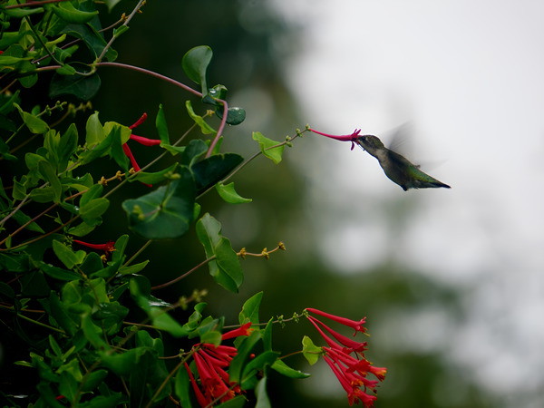 Nectaring Hummingbird Print