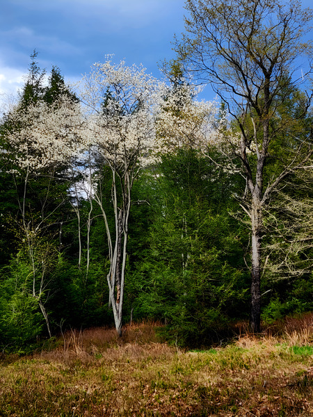Gallitzin State Forest Print