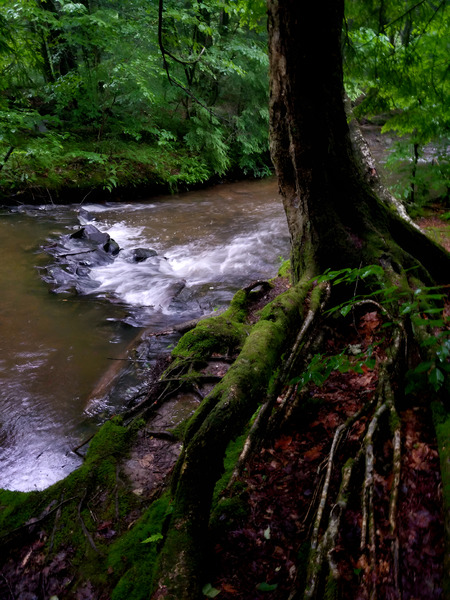 Minister Creek Riffle 1 Print