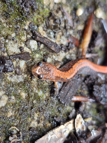 Redback Salamander Print