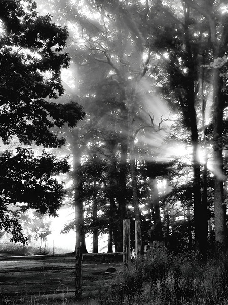 Misty Morning Rays Print