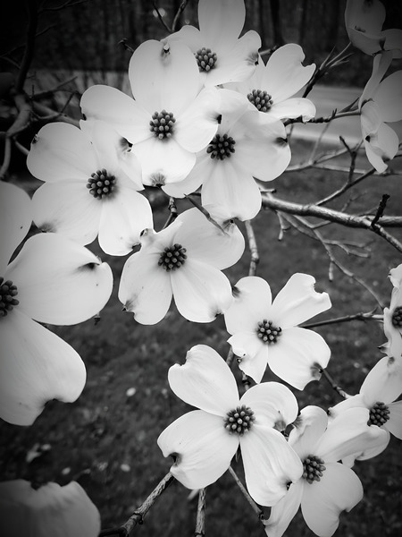 Flowering Dogwood Print