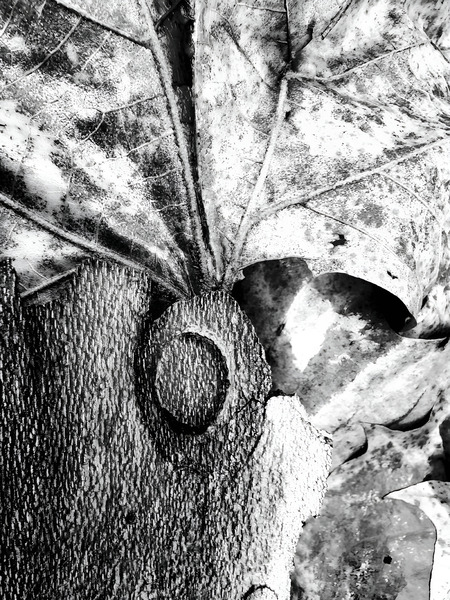 Botanical Shapes Print