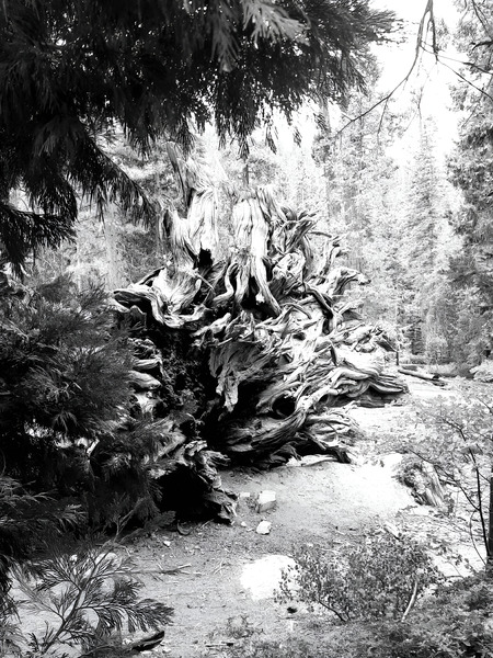 Sequoia Root Wad Print