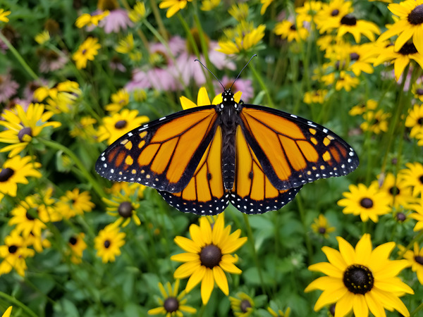 Monarch & Black Eyed Susan Print