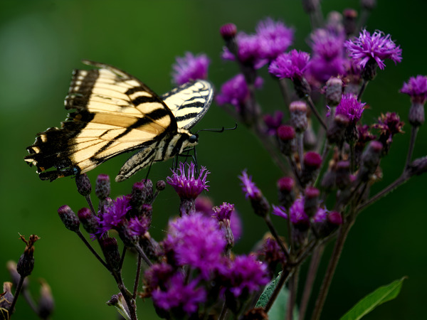 Swallowtail On Ironweed Print