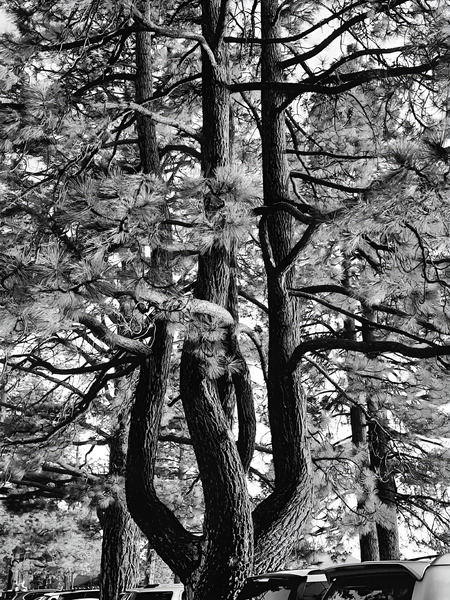 Evergreen Trident Print