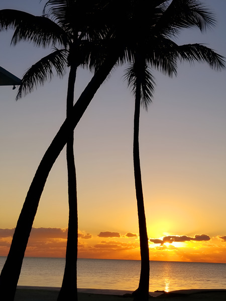 Florida Keys Sunrise & Palms 1 Print