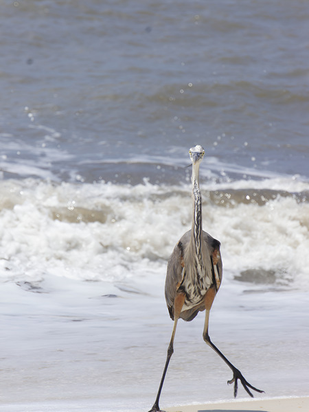 Sneaky Blue Heron Print
