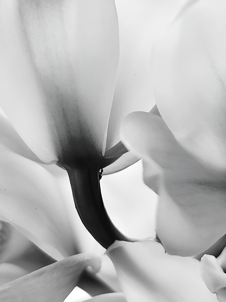 Ethereal Flower Print