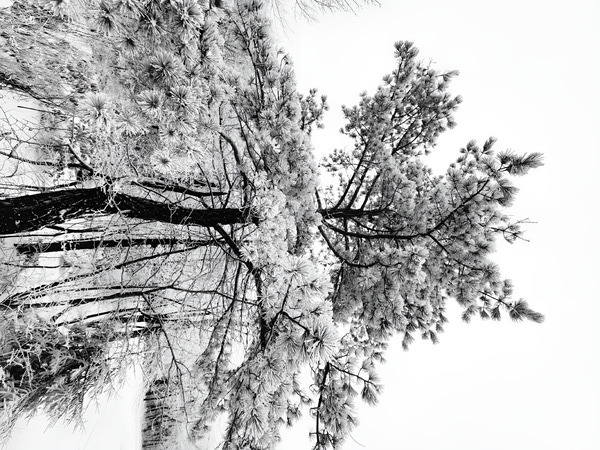 Snowy White Pine Print