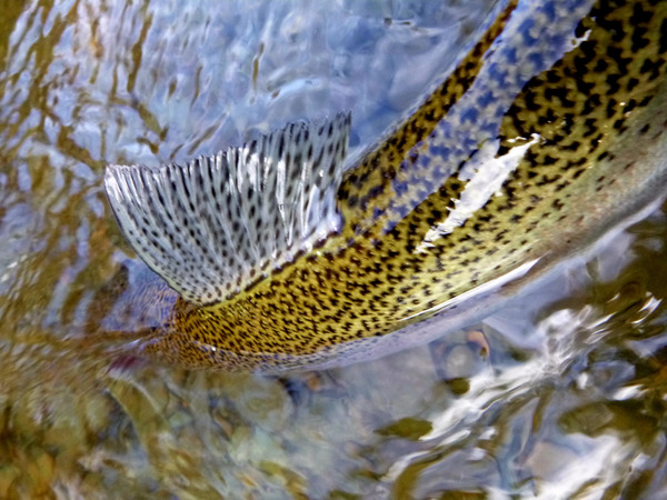 Trout Dorsal Fin Print