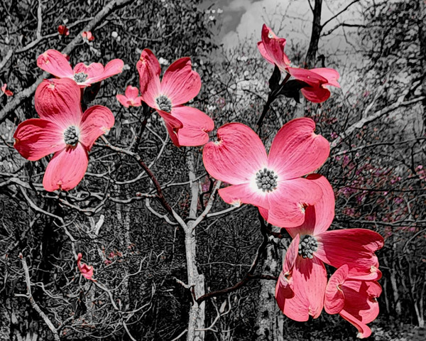 Red Dogwood Print