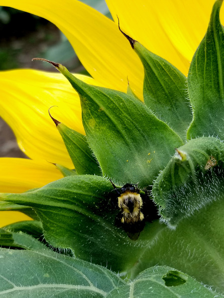 Sunflower Bumblebee Print