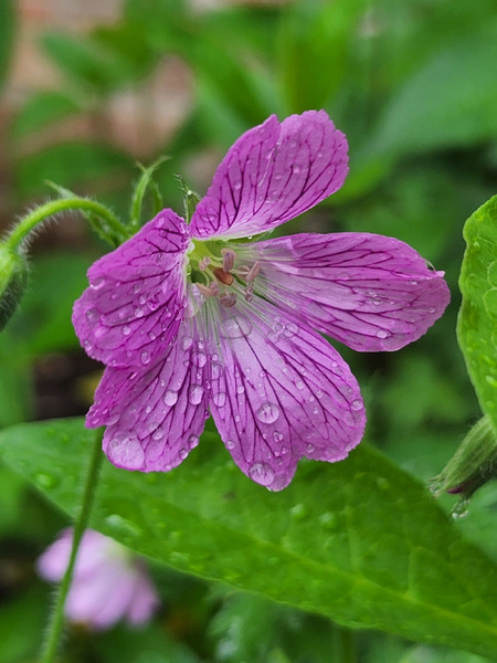 Wild Geranium Print