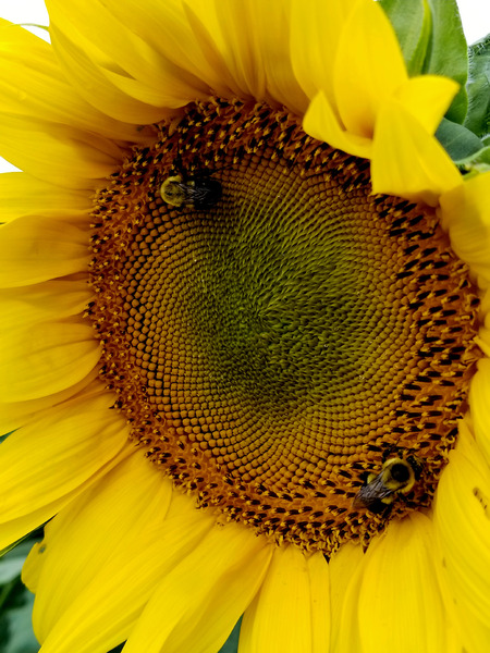 Sunflower Left Print