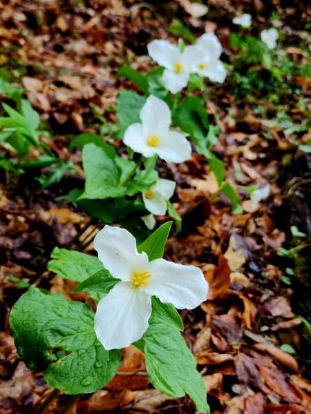 White Trillium Column Print