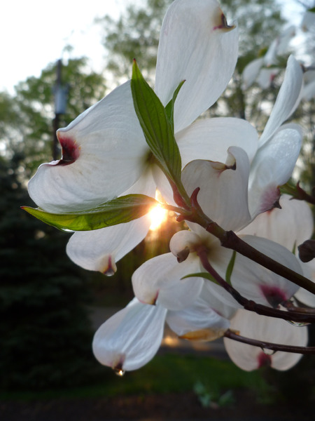 White Dogwood At Sunset Print