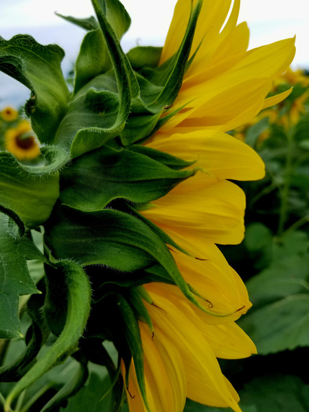 Sunflower Portrait Print