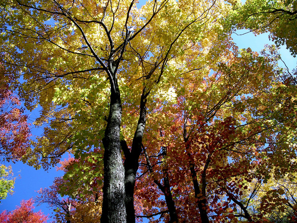 Golden Tree Horizontal Print