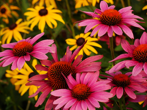 Echinacea And Rudbeckia Print