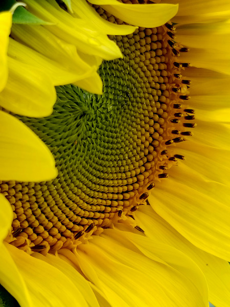Sunflower Right Print