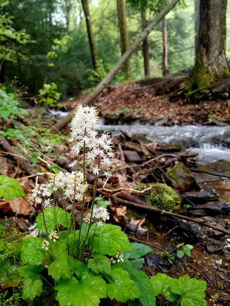 Foamflower Streamside Print