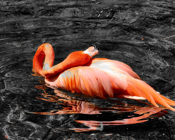 Flamingo Grooming Print