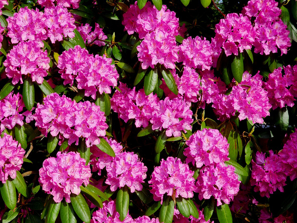 Rhododendron Print