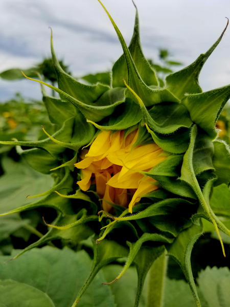 Sunflower Beak Print