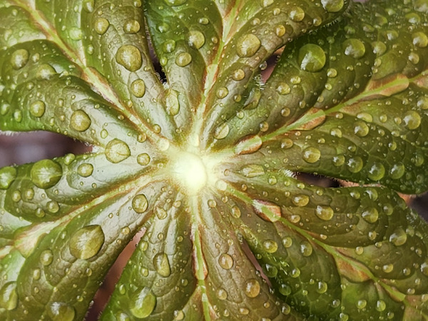 Raindrops On Mayapple Print
