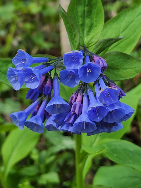 Virginia Bluebells Print