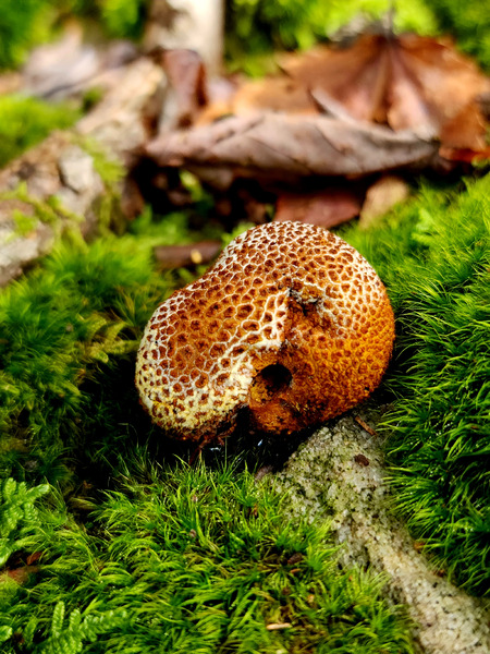 Snoring Fungus Print